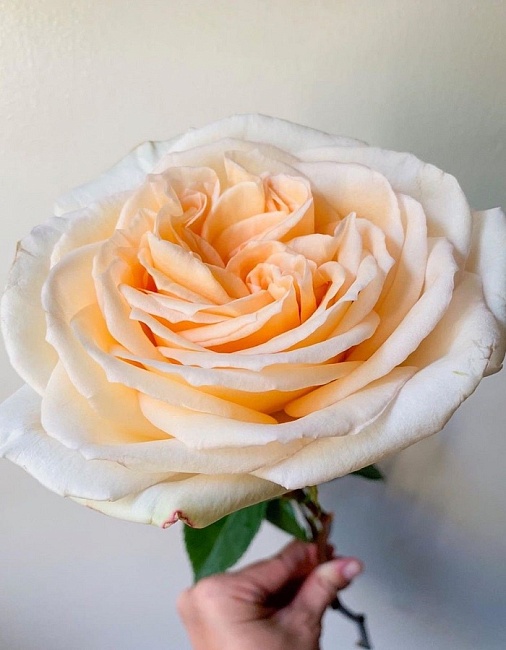 Роза японская Принцесса Майя 